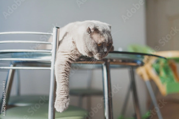 Fototapeta lazy cat lying on a kitchen table