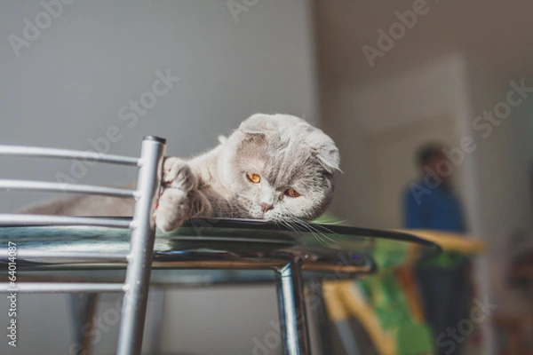 Fototapeta lazy cat lying on a kitchen table