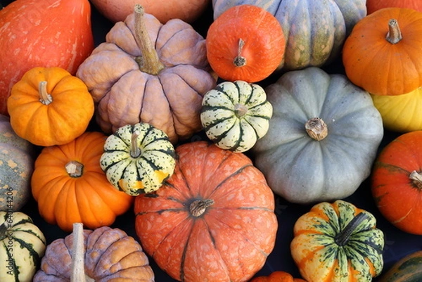 Obraz Squashes and pumpkins.