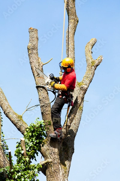 Obraz élaguer un arbre
