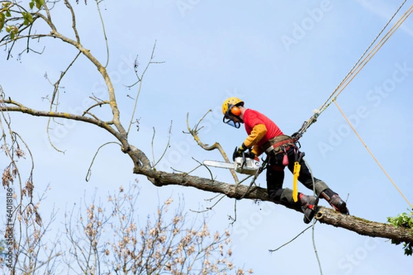Fototapeta élaguer un arbre