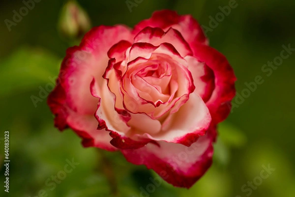 Obraz pink rose