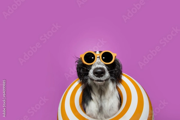 Obraz Portrait summer puppy dog inside of an inflatable. Isolated on purple background