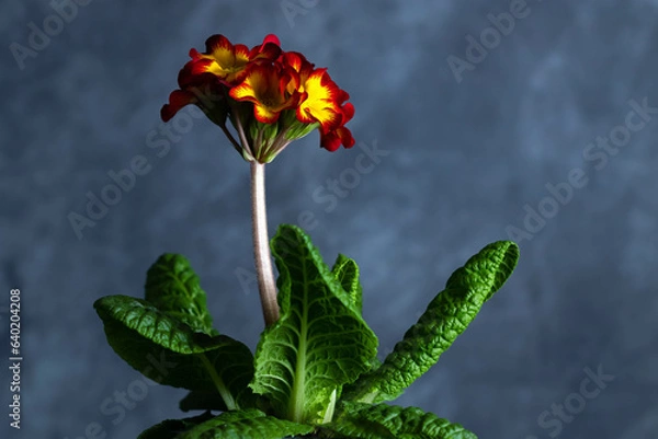 Obraz red rose on a blue background
