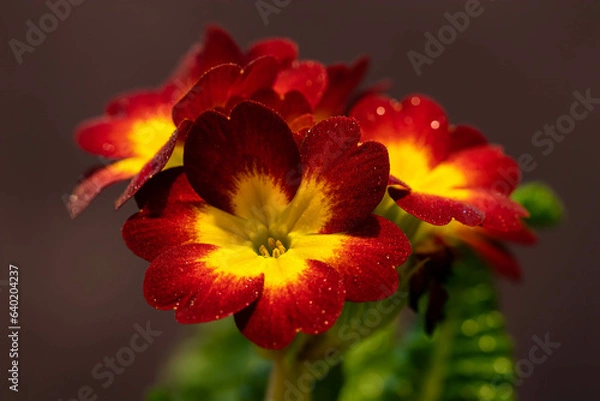 Obraz red and yellow flower