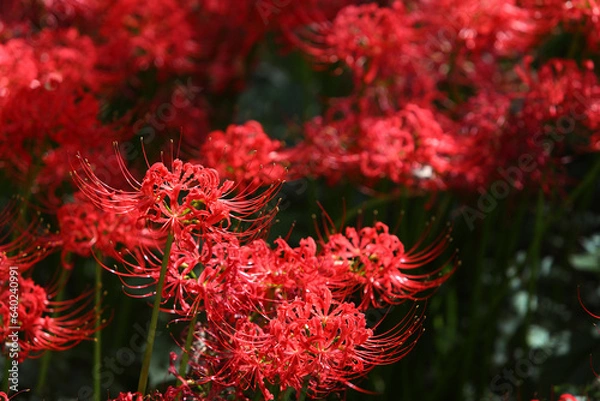 Obraz 群生して咲く満開の彼岸花