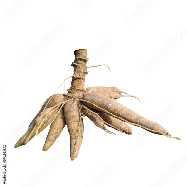 Fototapeta A close-up of isolated Cassava roots, Cassava roots transparent background
