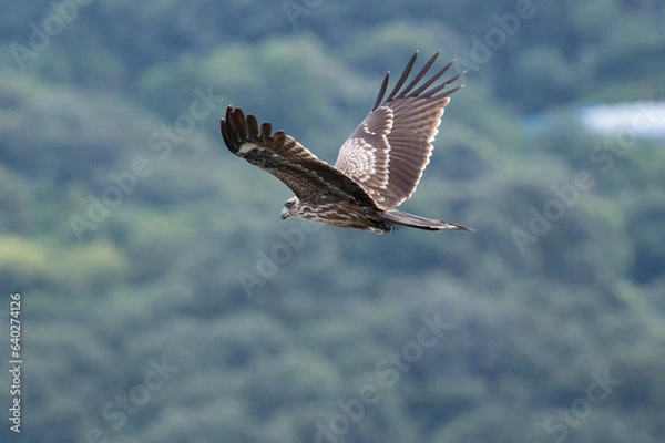 Fototapeta ミサゴ