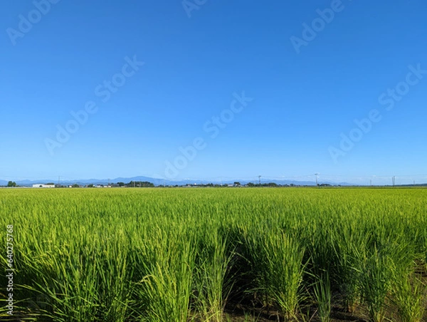 Obraz 新潟の水田1