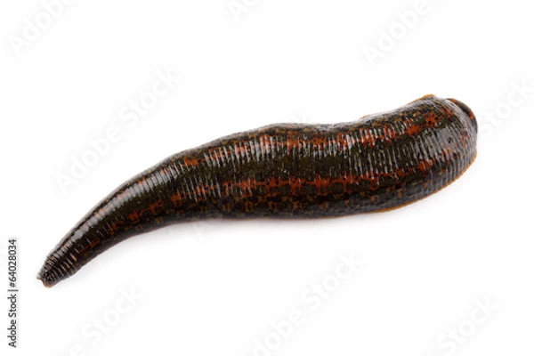 Obraz Pijawka na białym tle
