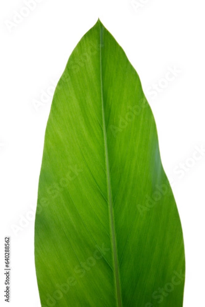 Obraz Fresh green leaf on white background
