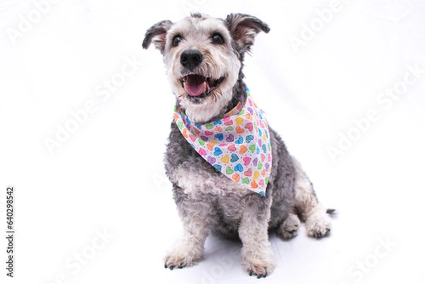 Fototapeta Perrito cumpleañero