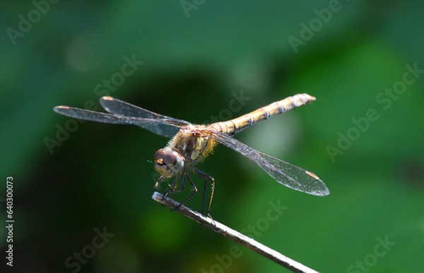 Fototapeta Common Darter Dragonfly perched on grass.