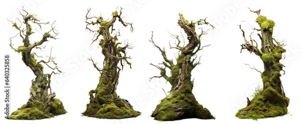 Obraz Fresh green moss on rotten tree Isolated on transparent background