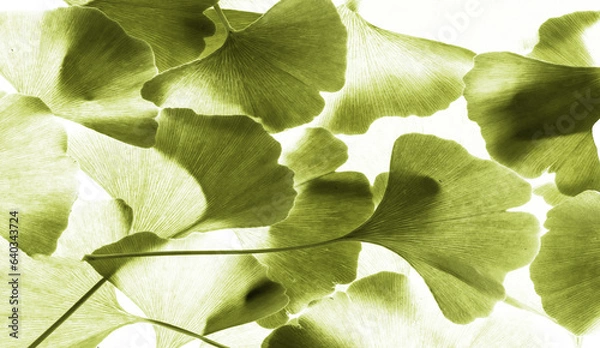 Fototapeta red ginkgo leafs - Ginkgo biloba on white background