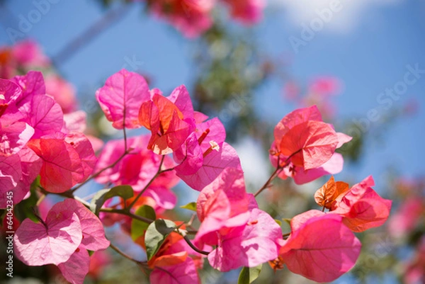 Obraz ブーゲンビリア