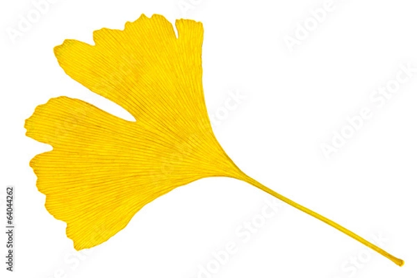 Obraz ginkgo leaf