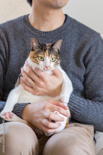 Obraz 猫　イメージ用