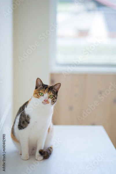 Obraz 猫　イメージ用