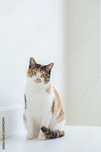 Obraz 猫　イメージ用