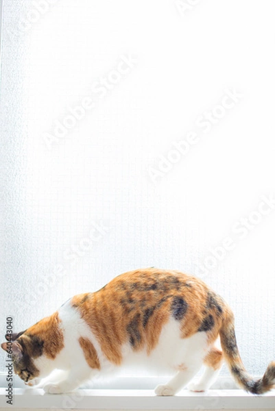 Obraz 猫　イメージ用