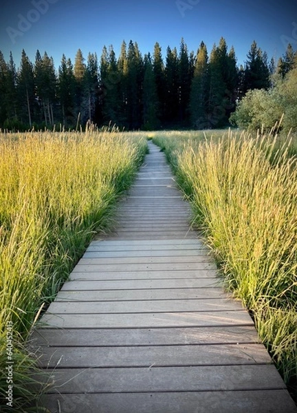 Obraz lone path to the forest