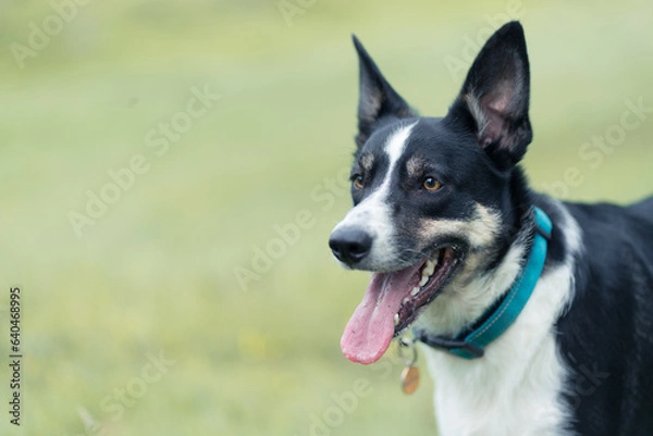 Fototapeta Border Collie