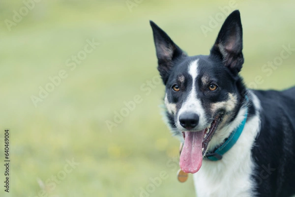 Fototapeta Border Collie