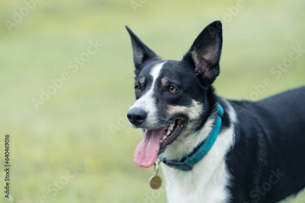 Fototapeta Border Collie