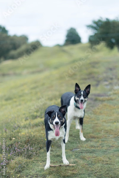Fototapeta Border Collie