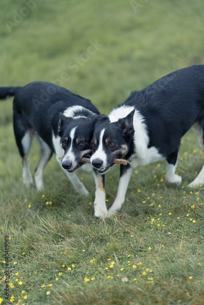 Fototapeta Border Collie