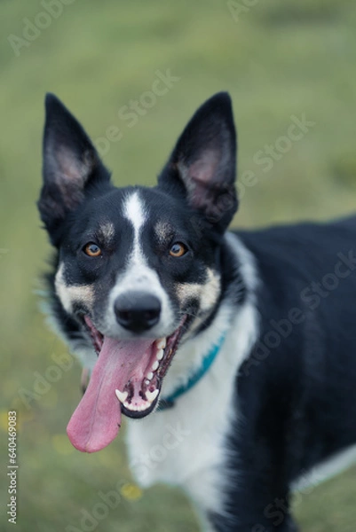 Fototapeta Border Collie