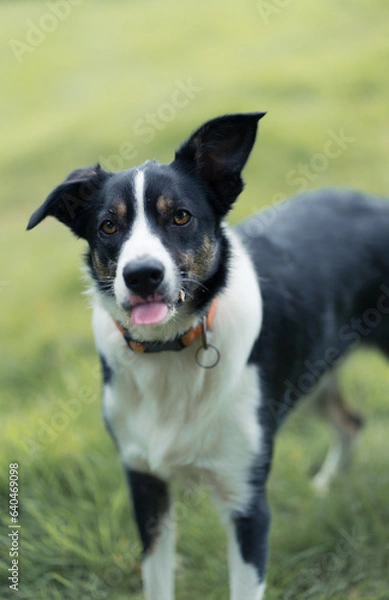 Fototapeta Border Collie