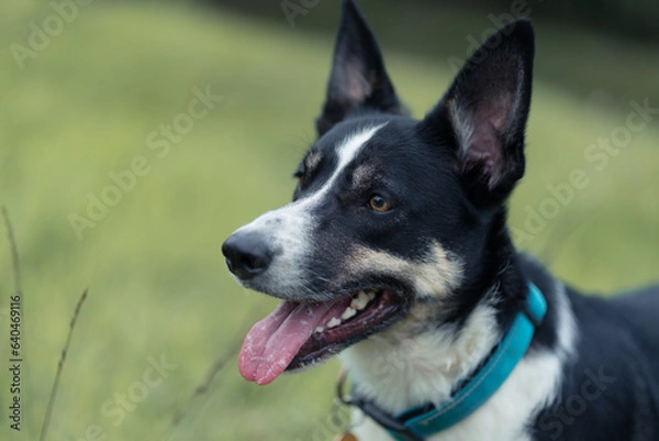 Fototapeta Border Collie