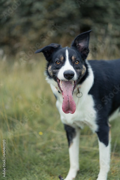 Fototapeta Border Collie