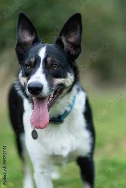Fototapeta Border Collie