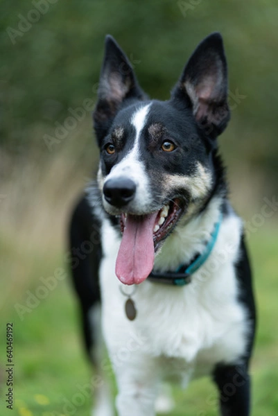 Fototapeta Border Collie