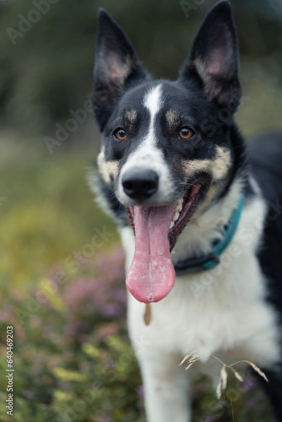 Fototapeta Border Collie