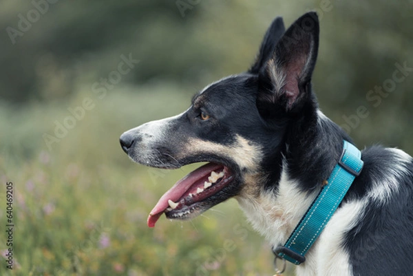 Fototapeta Border Collie