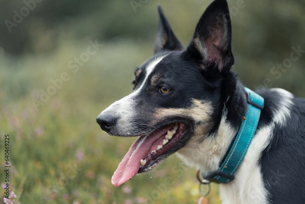 Fototapeta Border Collie