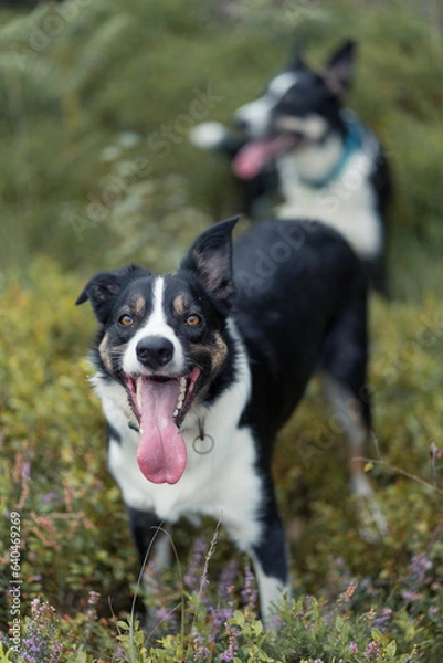 Fototapeta Border Collie
