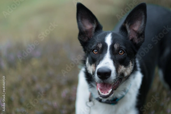 Fototapeta Border Collie