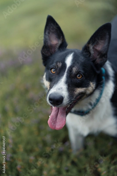 Fototapeta Border Collie