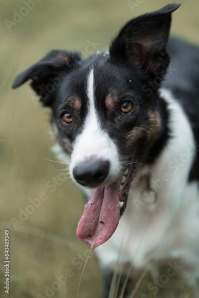 Fototapeta Border Collie