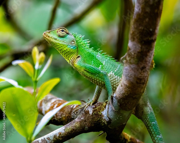Fototapeta Oriental garden lizard
