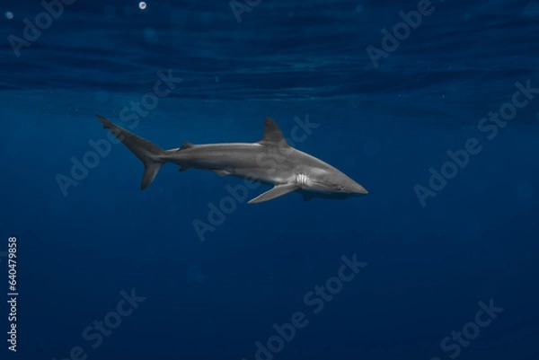 Fototapeta Stunning underwater capture of a shark gracefully navigating the deep blue ocean, showcasing nature's powerful elegance