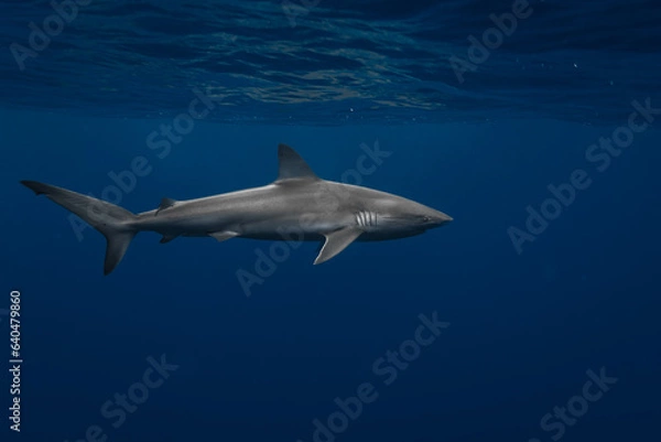 Fototapeta Stunning underwater capture of a shark gracefully navigating the deep blue ocean, showcasing nature's powerful elegance