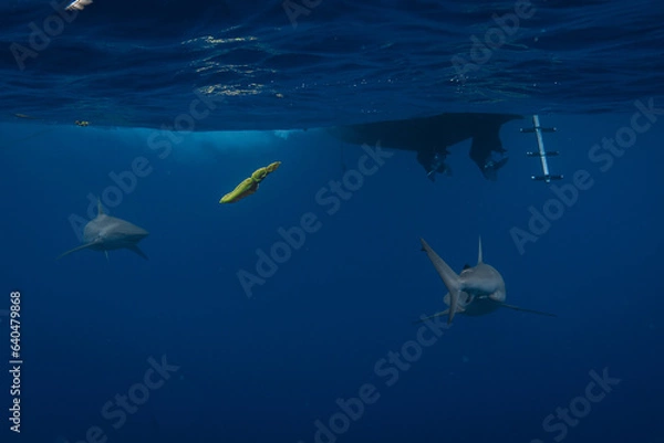 Fototapeta Stunning underwater capture of a shark gracefully navigating the deep blue ocean, showcasing nature's powerful elegance