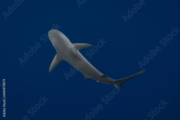 Fototapeta Stunning underwater capture of a shark gracefully navigating the deep blue ocean, showcasing nature's powerful elegance