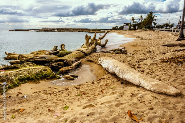 Fototapeta tree on the beach